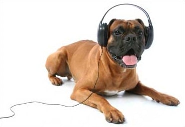 musica-para-perros